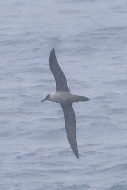 Graumantelalbatros - ML647767561