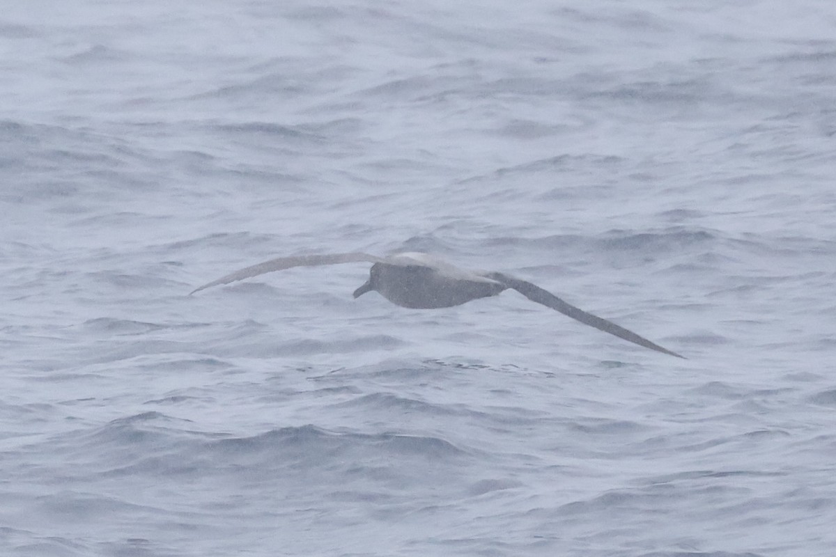 Graumantelalbatros - ML647767562