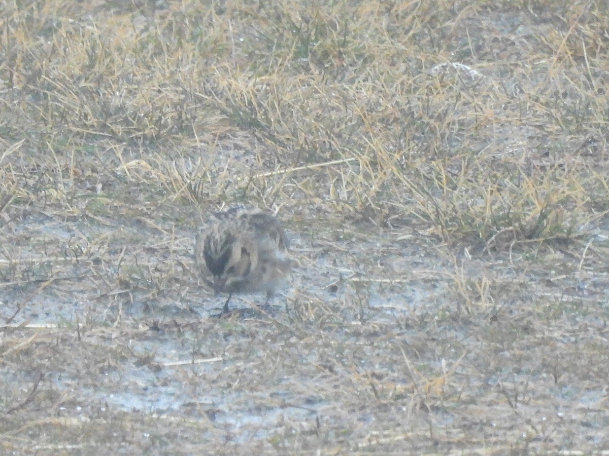 Подорожник лапландський - ML647767571