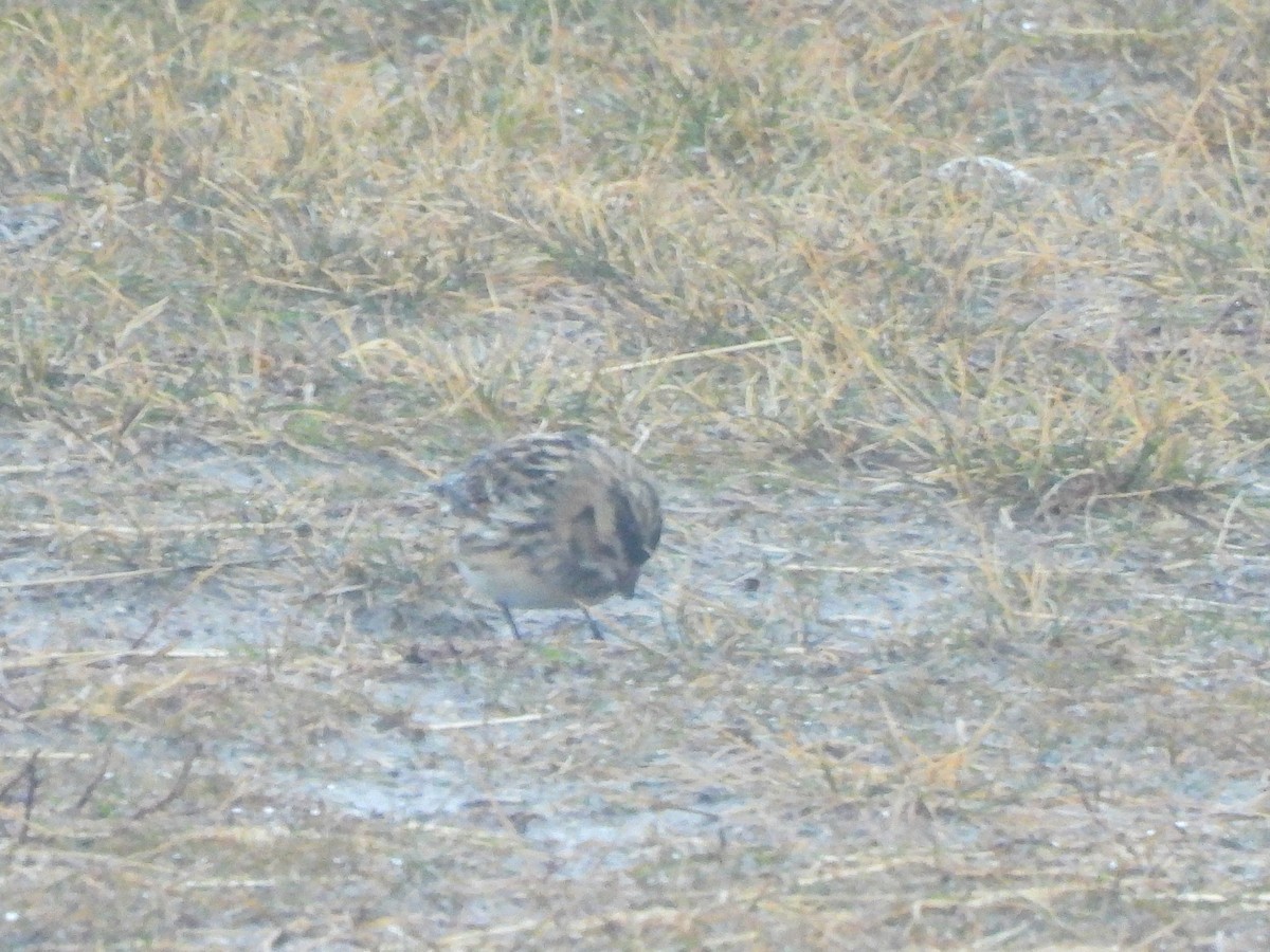 Подорожник лапландський - ML647767579