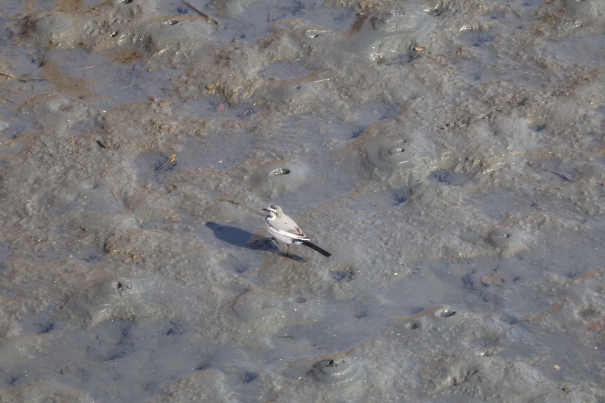 White Wagtail (Black-backed) - ML647767613