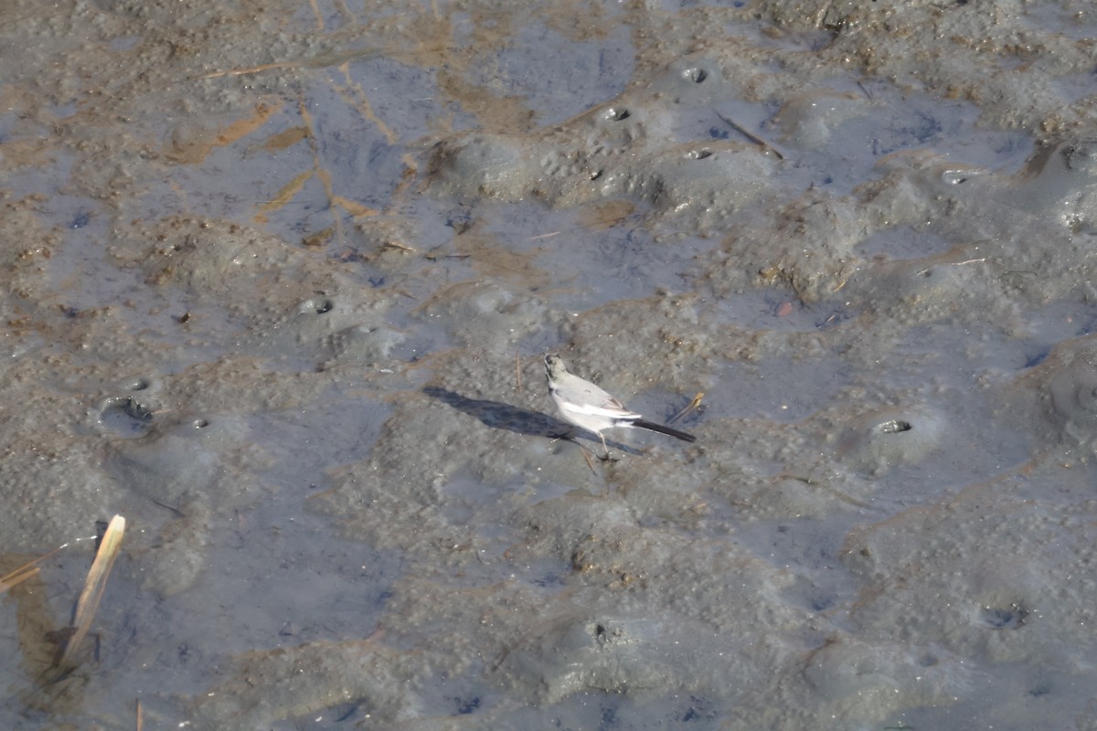 White Wagtail (Black-backed) - ML647767614