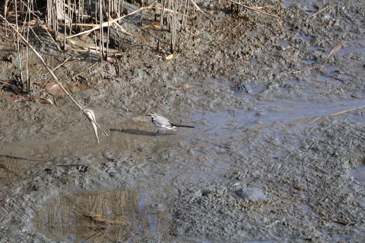 White Wagtail (Black-backed) - ML647767622