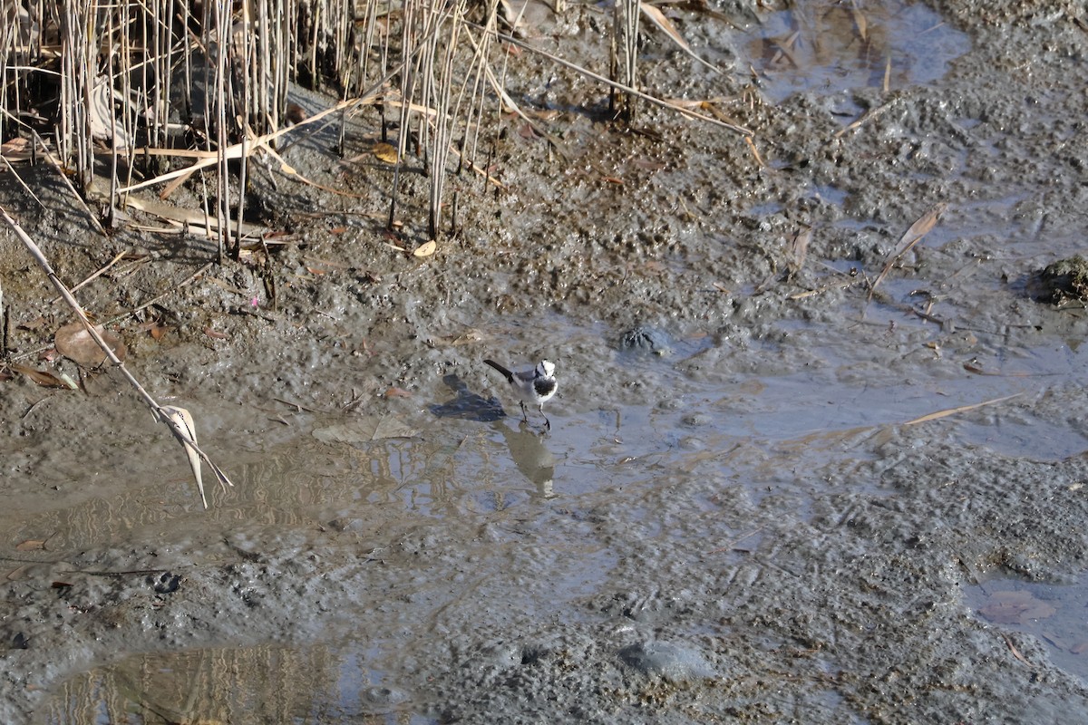 White Wagtail (Black-backed) - ML647767623
