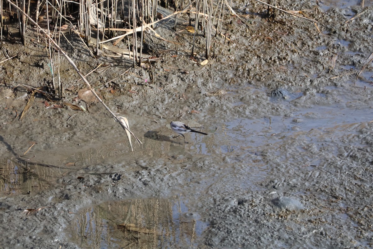 White Wagtail (Black-backed) - ML647767624