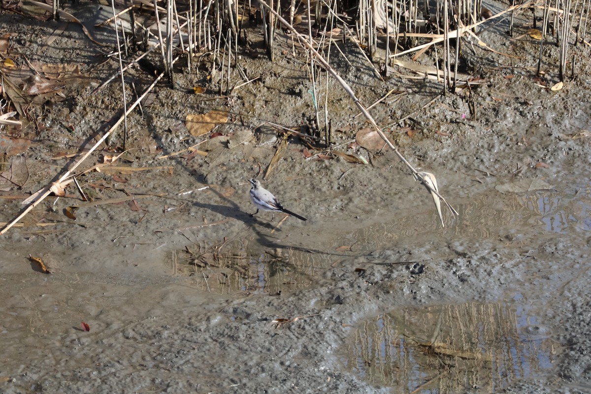White Wagtail (Black-backed) - ML647767625