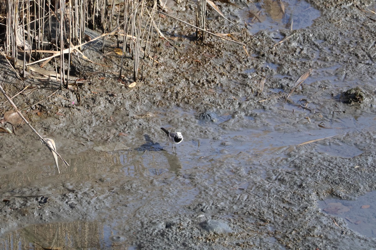 White Wagtail (Black-backed) - ML647767626