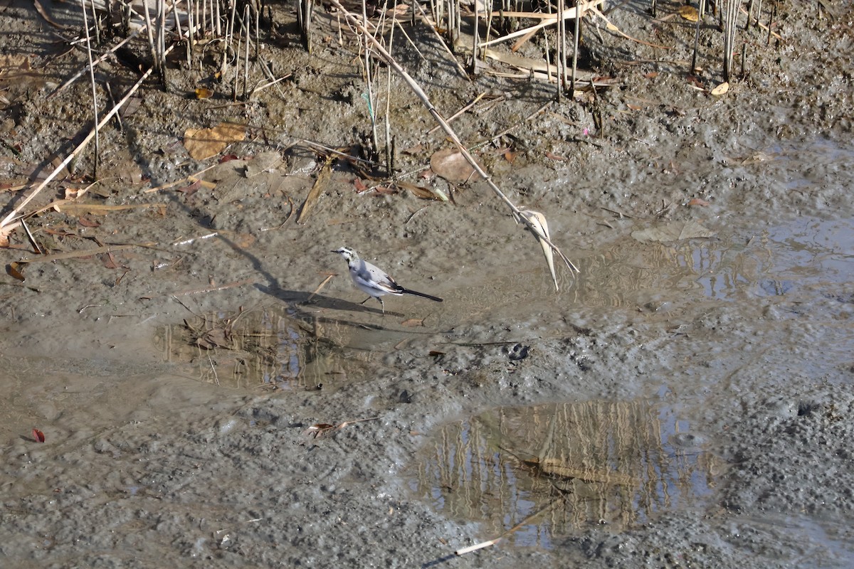 White Wagtail (Black-backed) - ML647767627