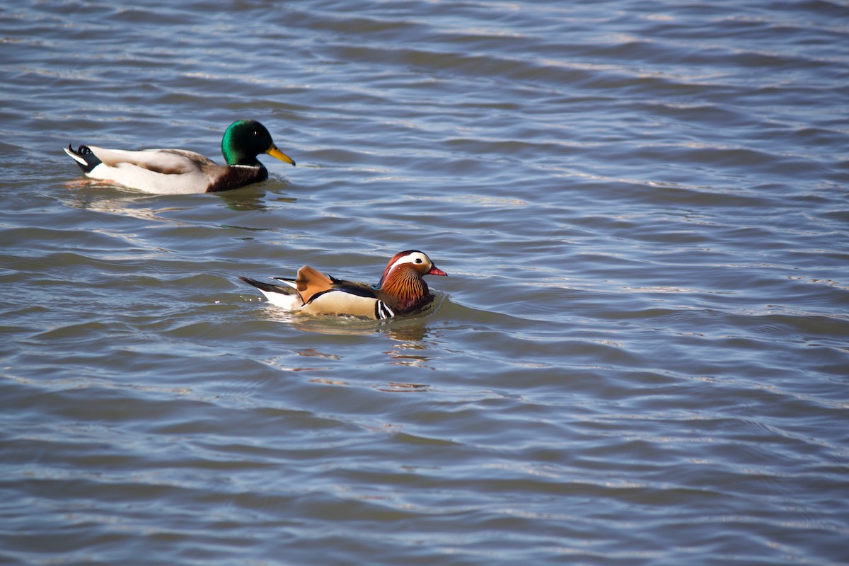 Mandarin Duck - ML647767640