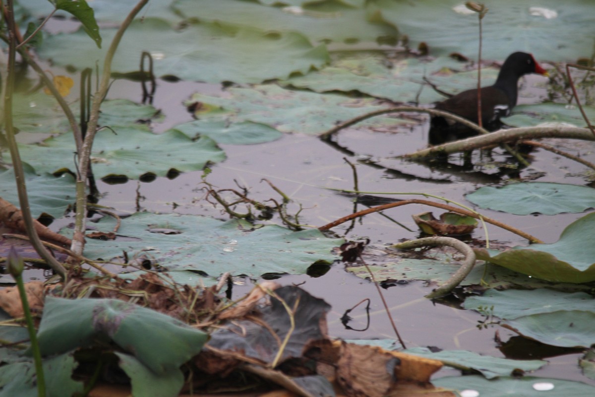 Eurasian Moorhen - ML647767645