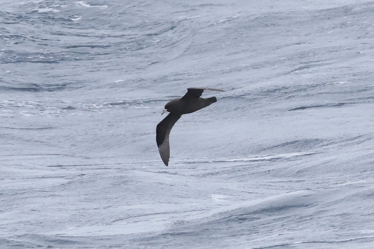 Beyaz Gıdılı Yelkovan - ML647767675