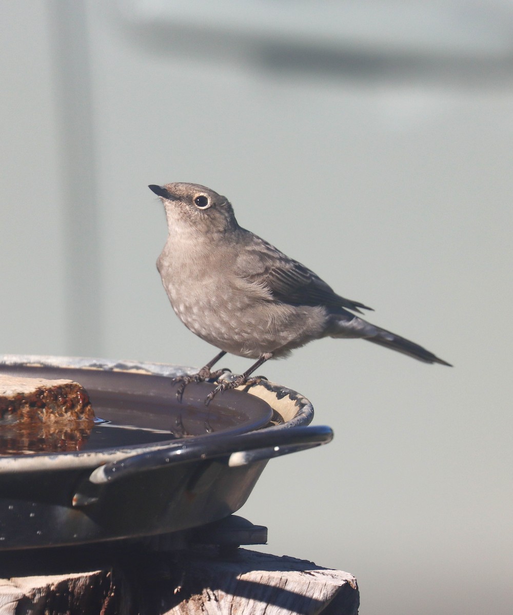 Townsend's Solitaire - ML647767694