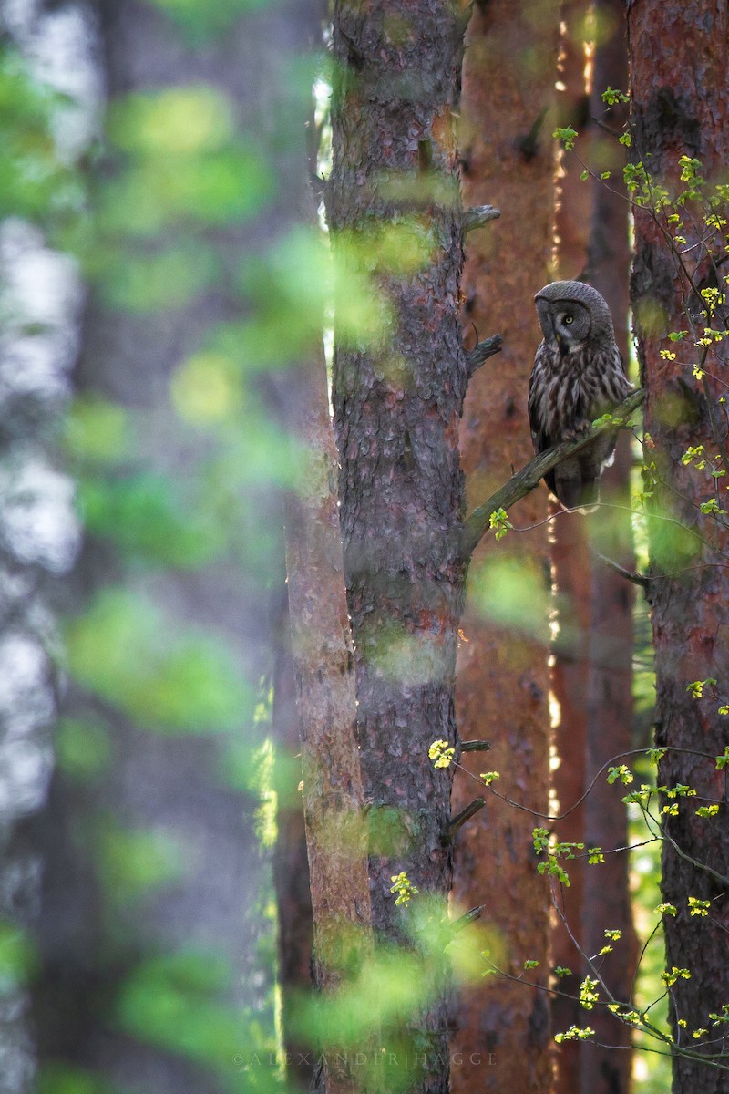 Great Gray Owl - ML647767696