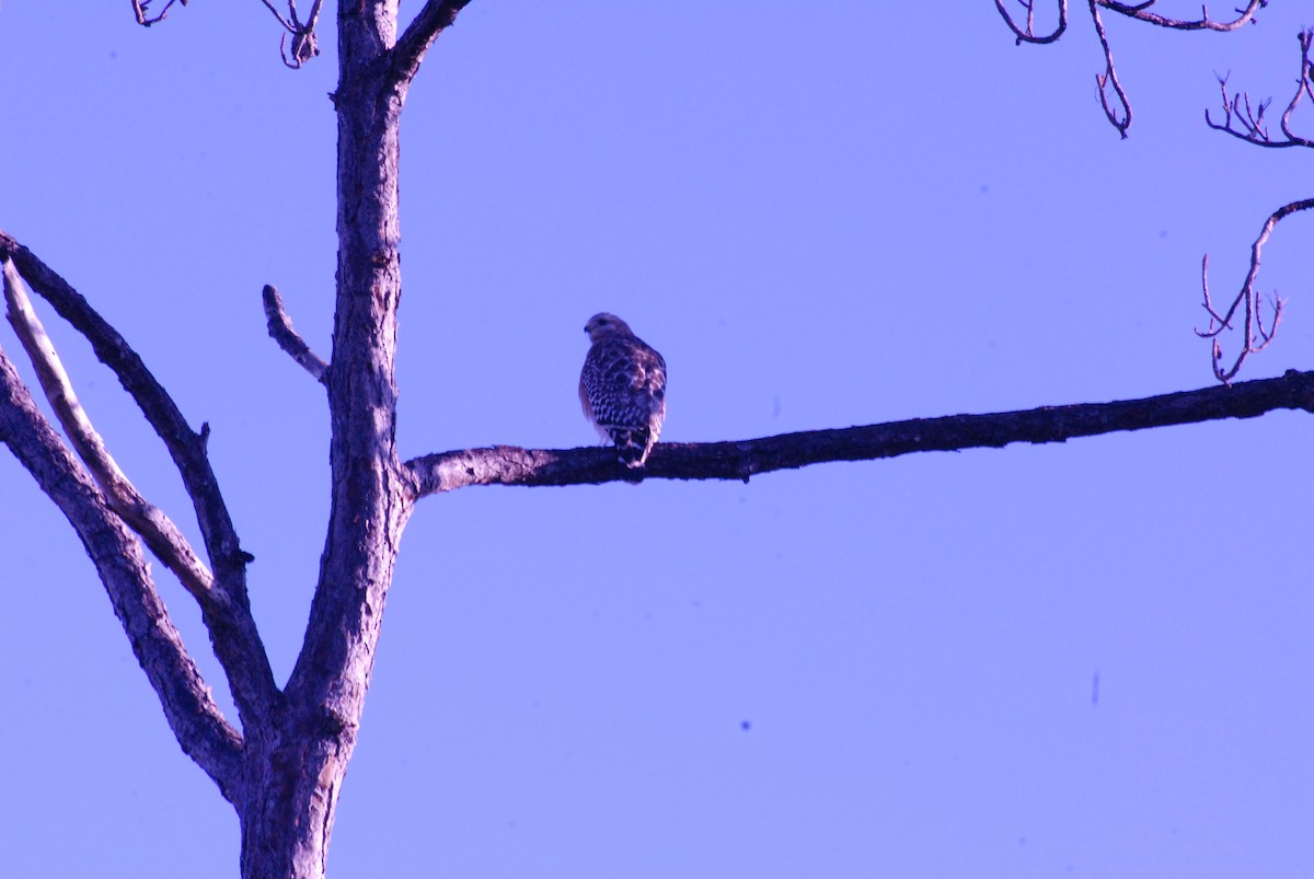Red-shouldered Hawk - ML647767697