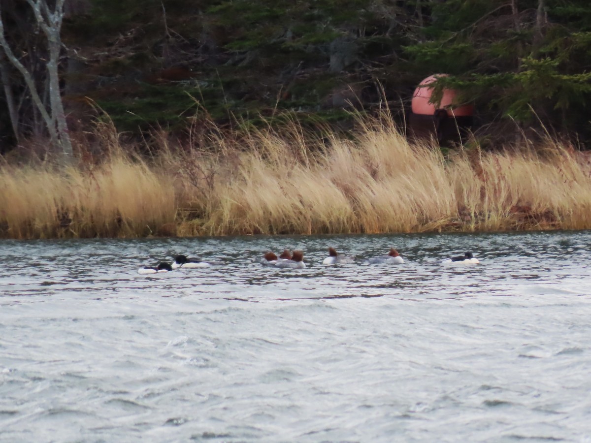 Common Merganser - ML647767699