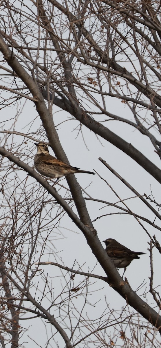 Dusky Thrush - ML647767704