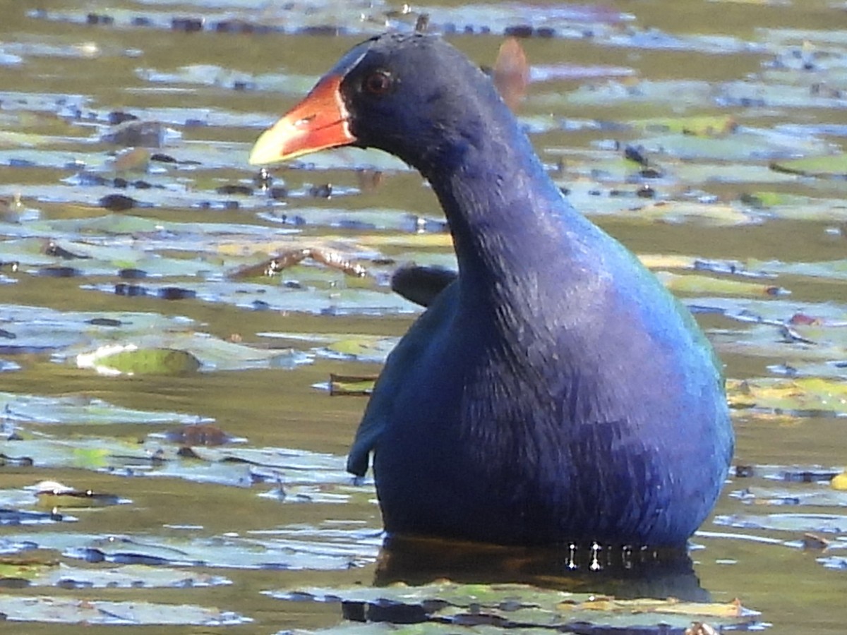 Purple Gallinule - ML647767705