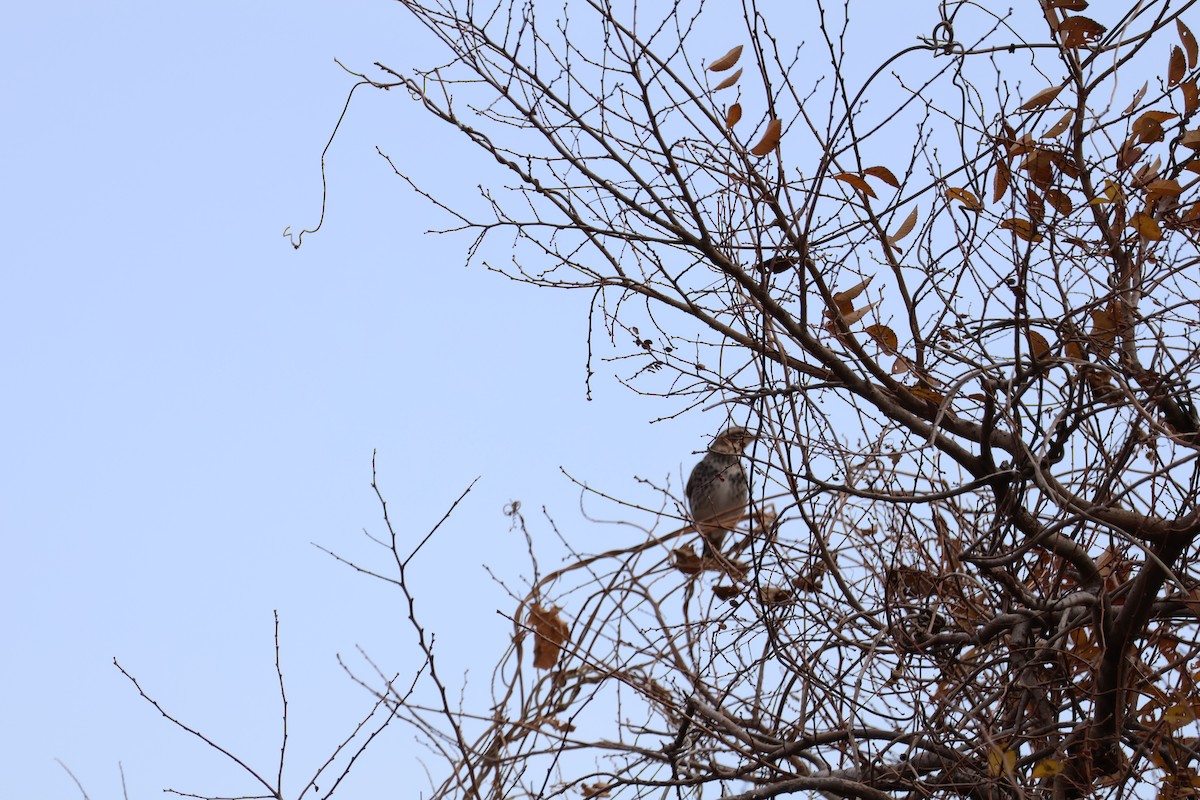 Dusky Thrush - ML647767706