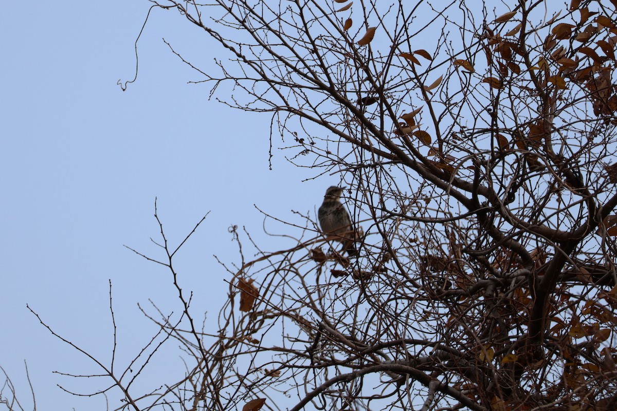 Dusky Thrush - ML647767707