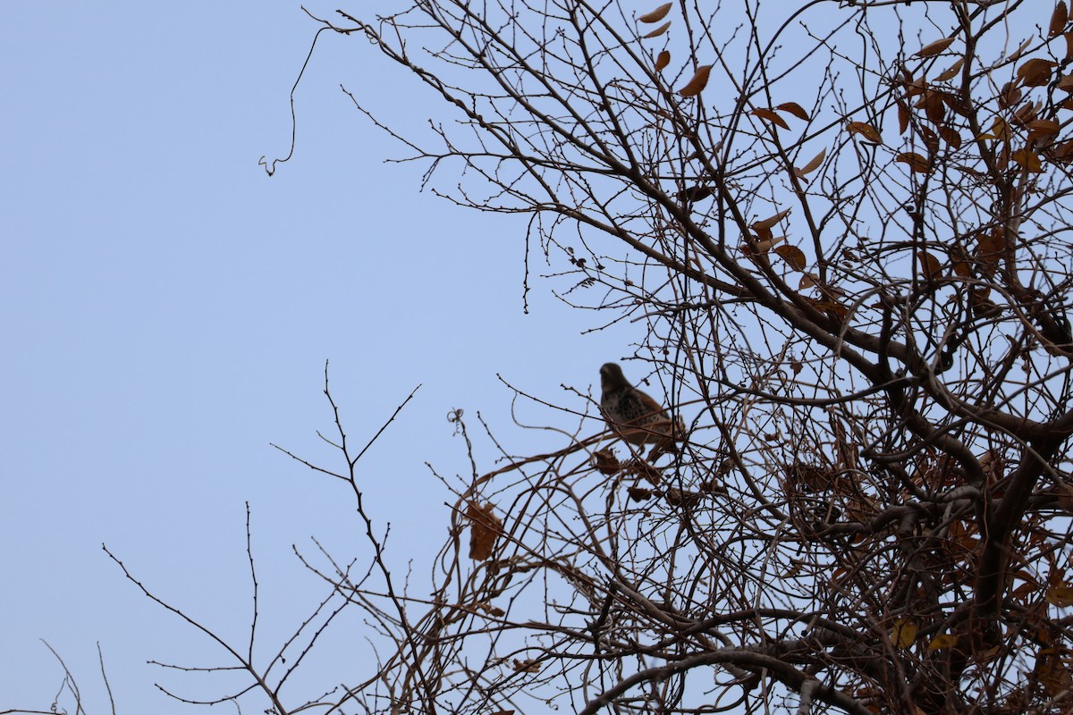 Dusky Thrush - ML647767708