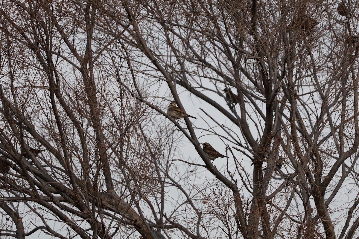 Dusky Thrush - ML647767709