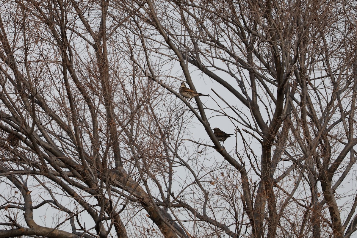 Dusky Thrush - ML647767710