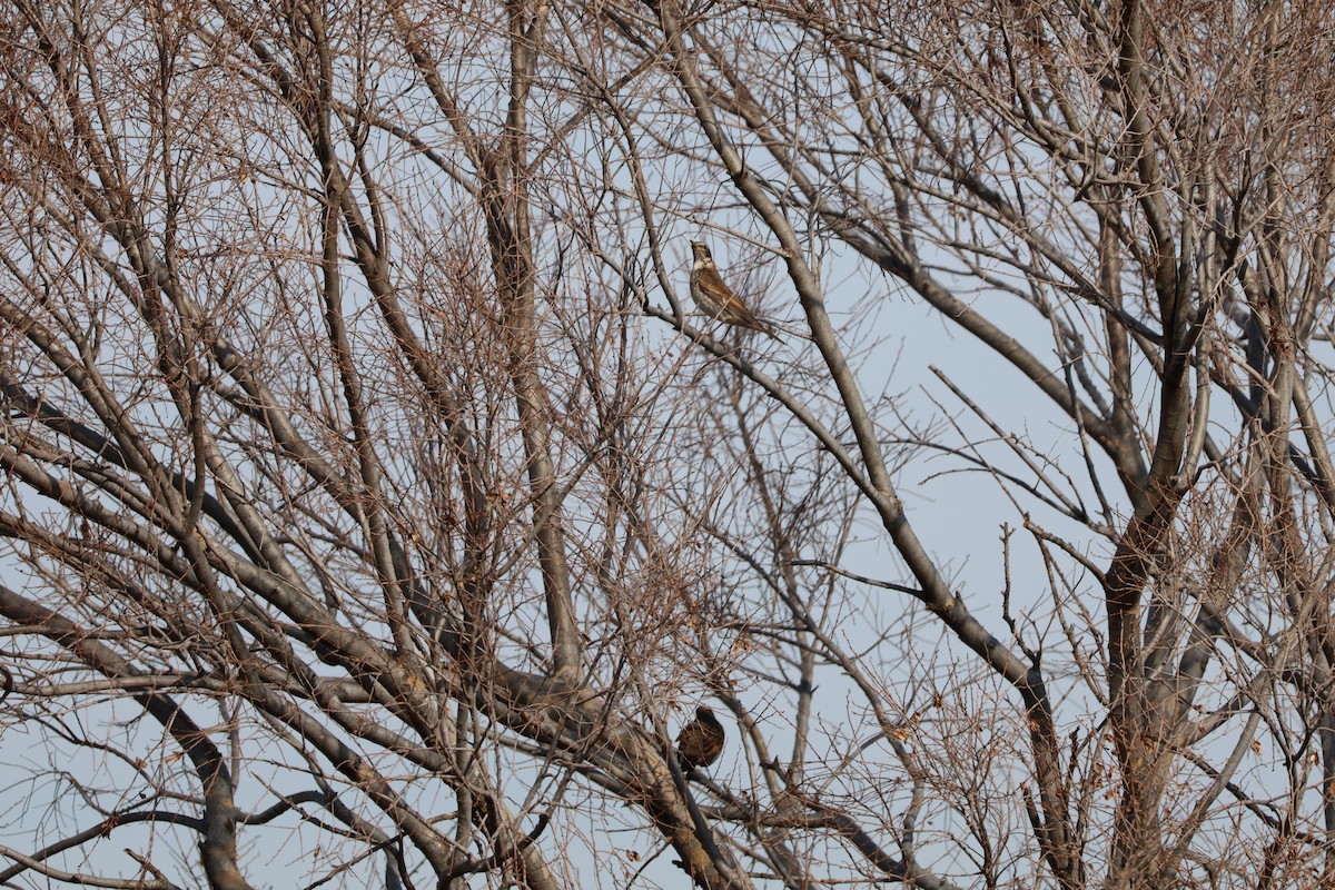Dusky Thrush - ML647767711