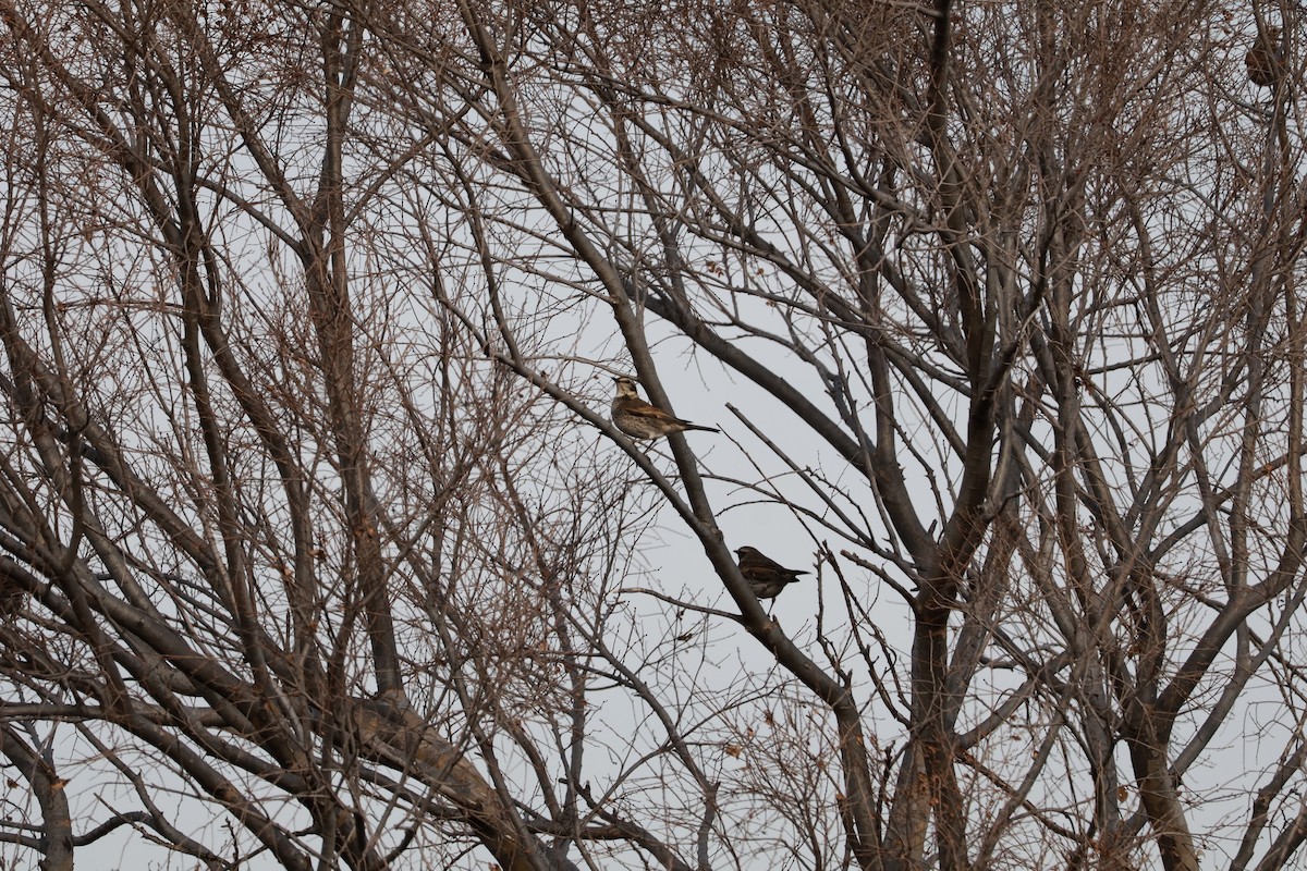Dusky Thrush - ML647767712