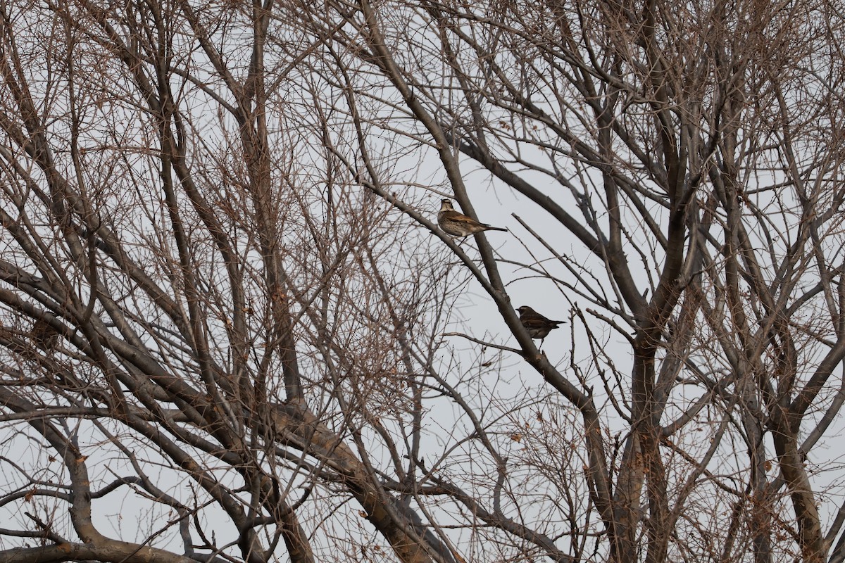 Dusky Thrush - ML647767713