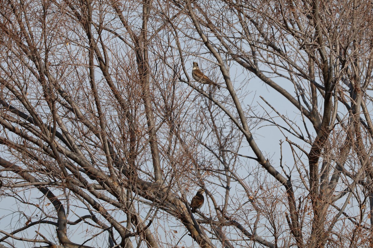 Dusky Thrush - ML647767714