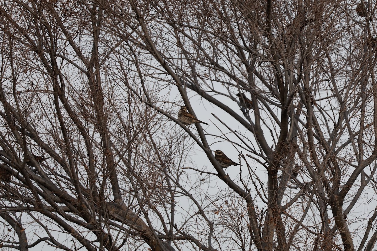 Dusky Thrush - ML647767715