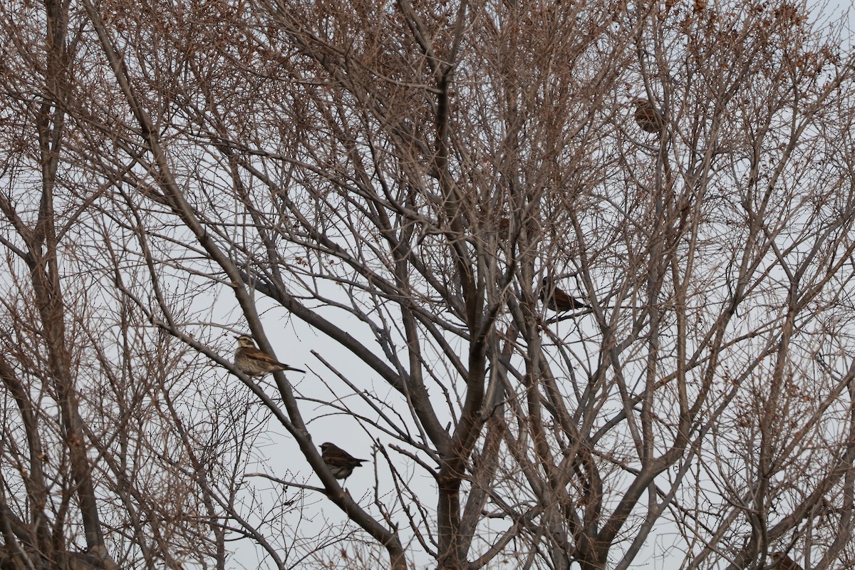 Dusky Thrush - ML647767716
