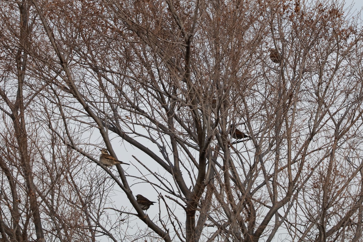 Dusky Thrush - ML647767718