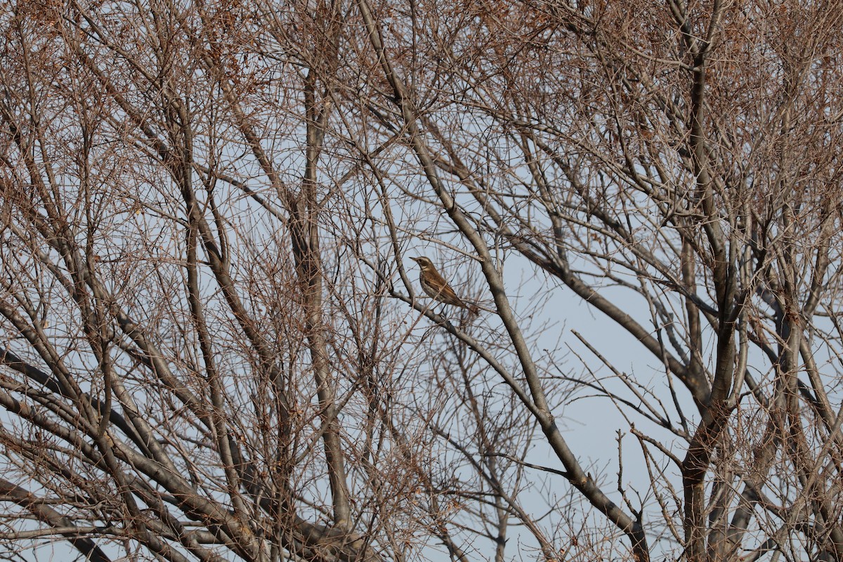 Dusky Thrush - ML647767719