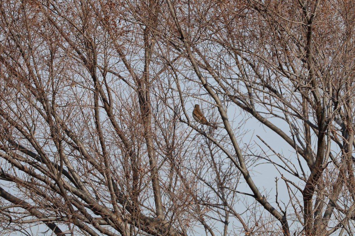 Dusky Thrush - ML647767720