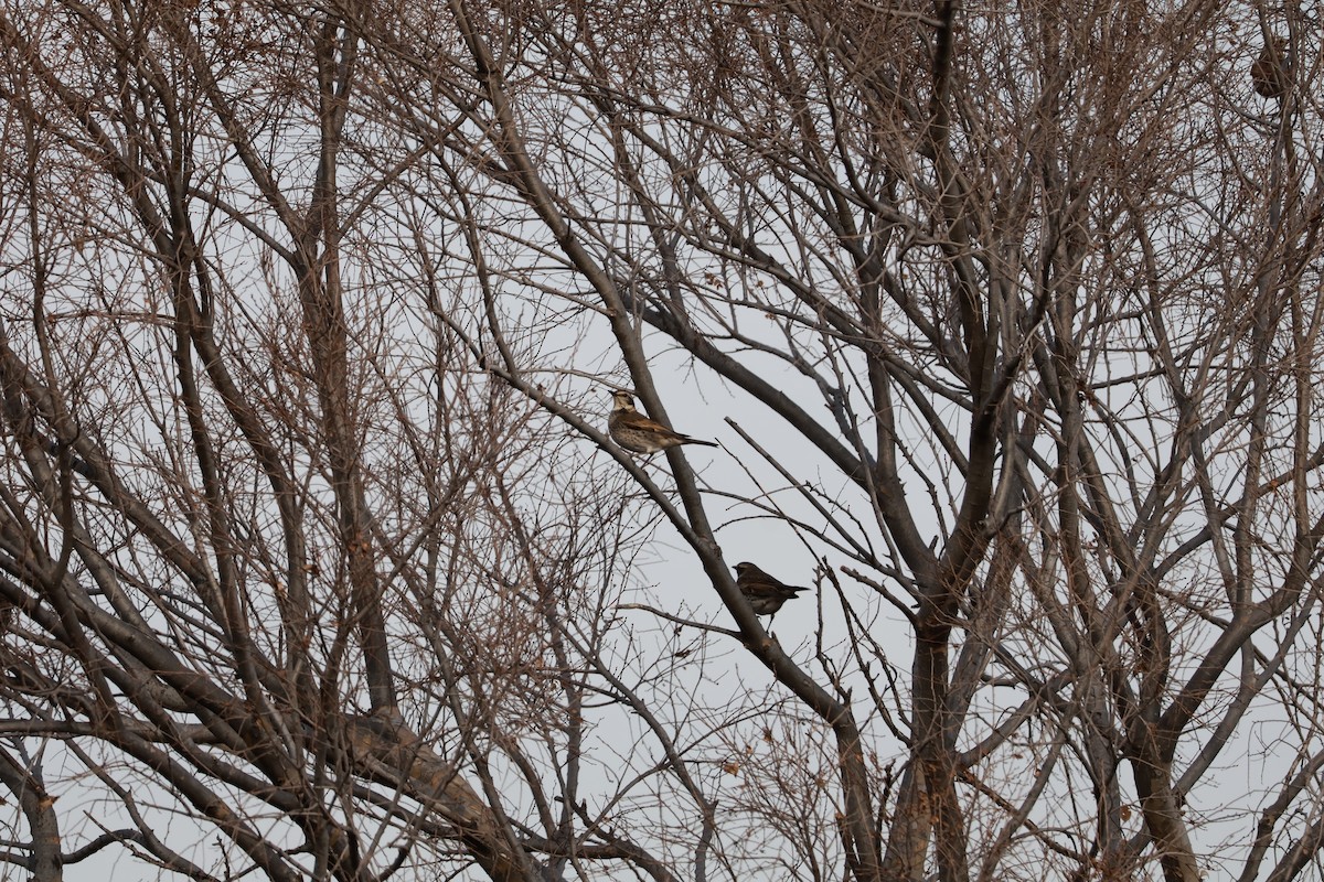 Dusky Thrush - ML647767721