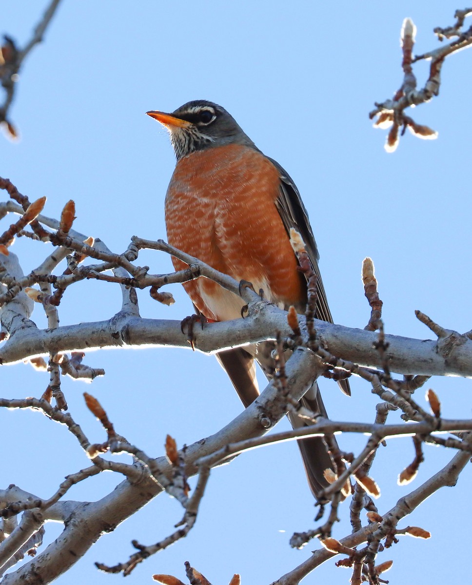 American Robin - ML647767722