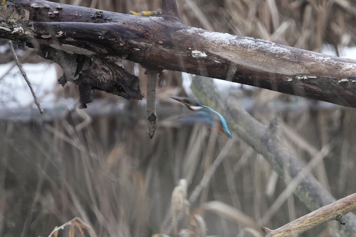 Common Kingfisher - ML647767723