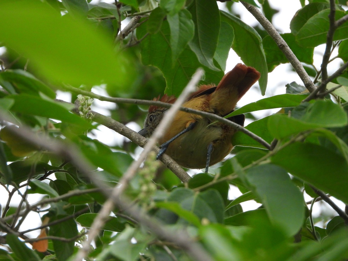 Barred Antshrike - ML647767724