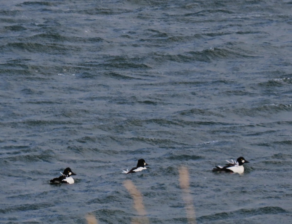 Common Goldeneye - ML647767732