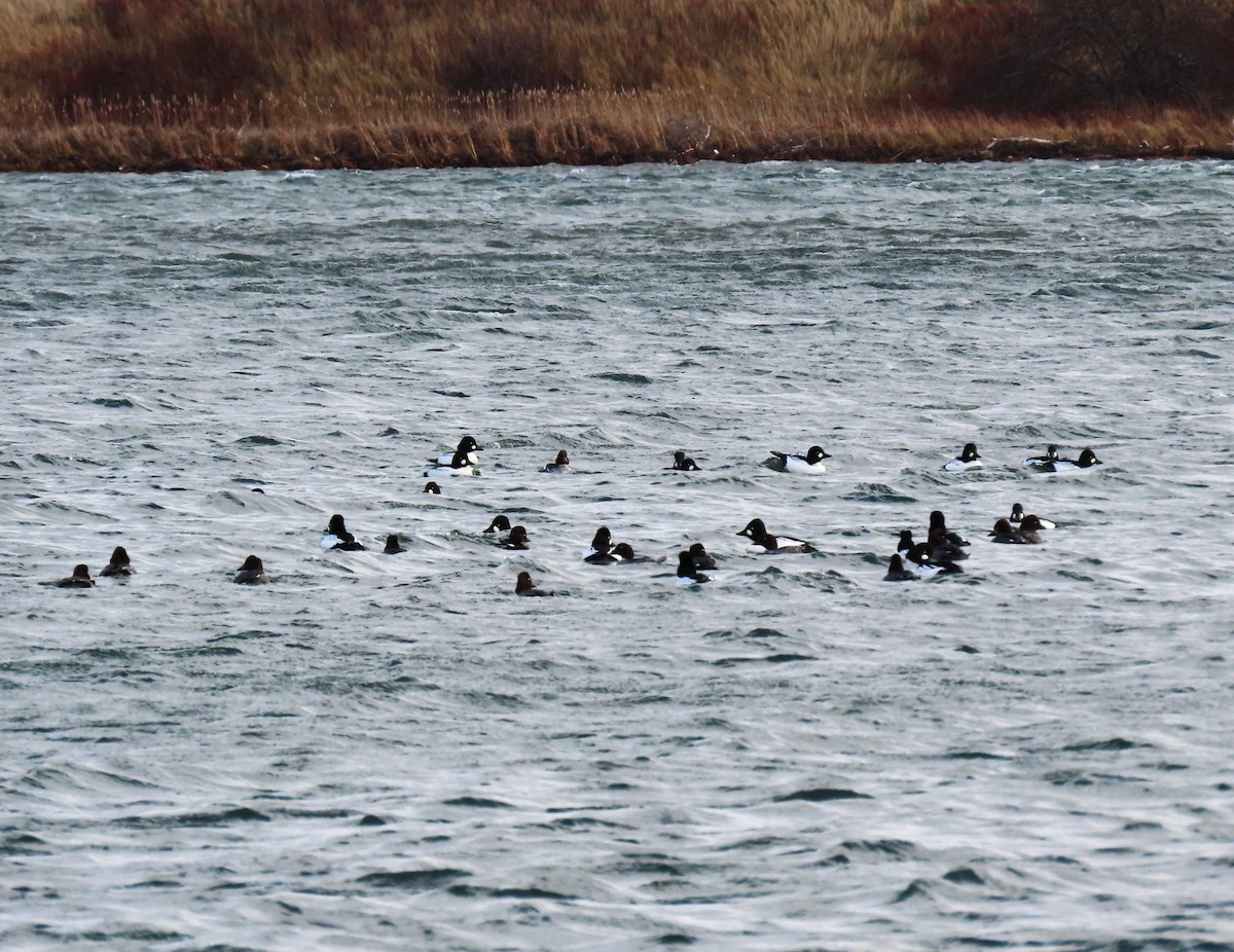 Common Goldeneye - ML647767733