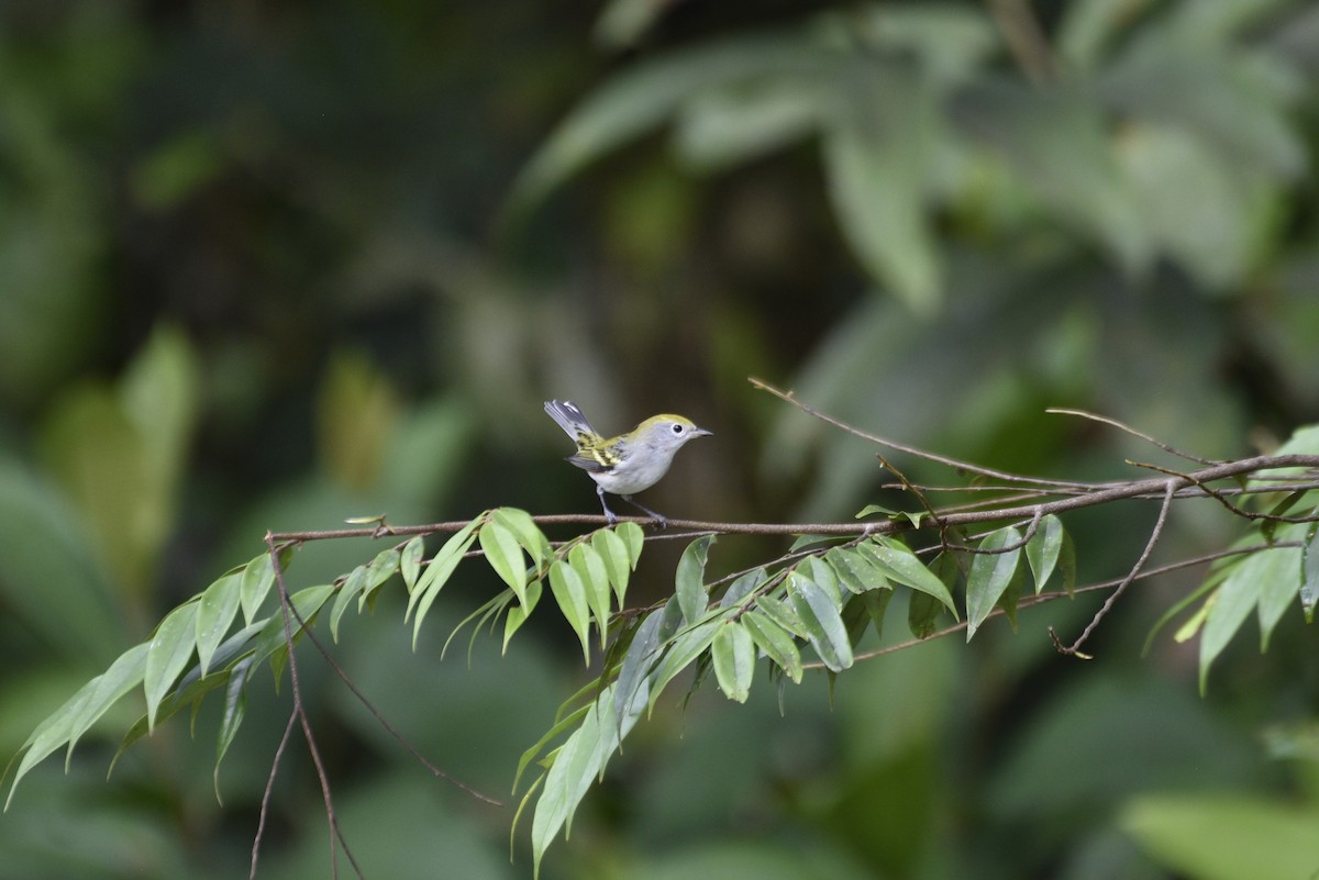 Chestnut-sided Warbler - ML647767734