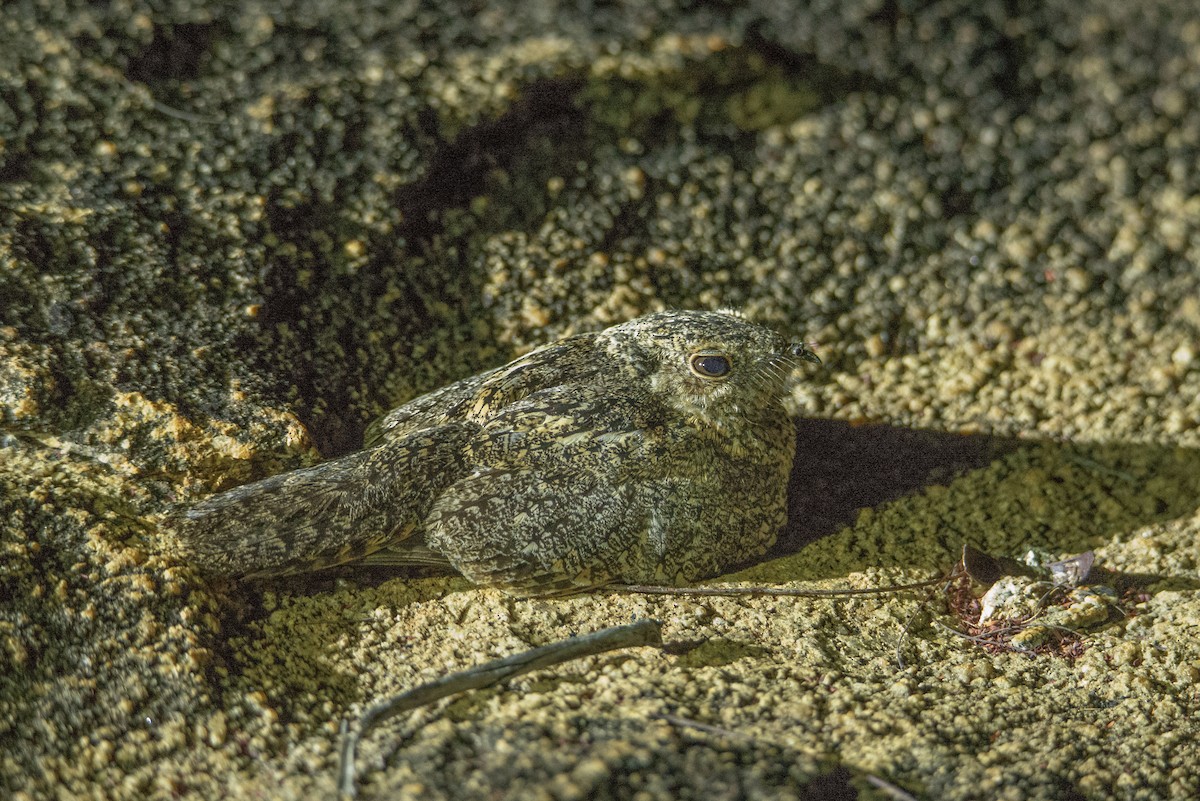 Pygmy Nightjar - ML647767735