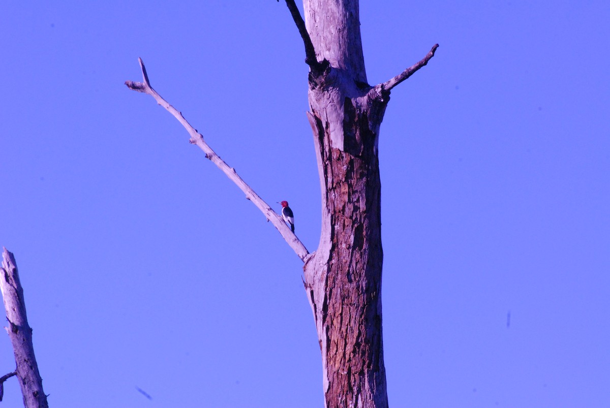 Red-headed Woodpecker - ML647767737