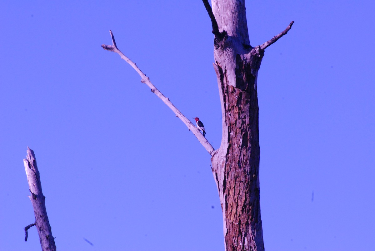 Red-headed Woodpecker - ML647767739