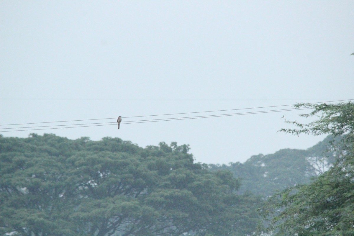 Common Hawk-Cuckoo - ML647767740