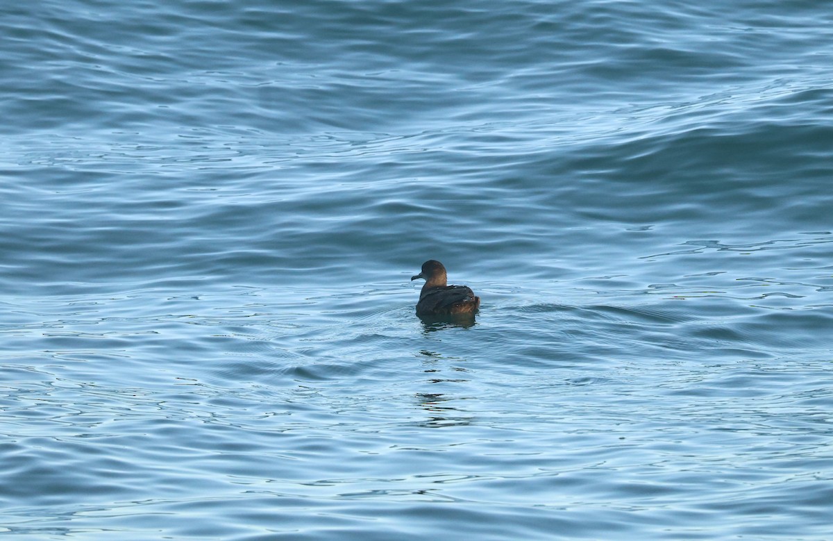 Short-tailed Shearwater - ML647767773