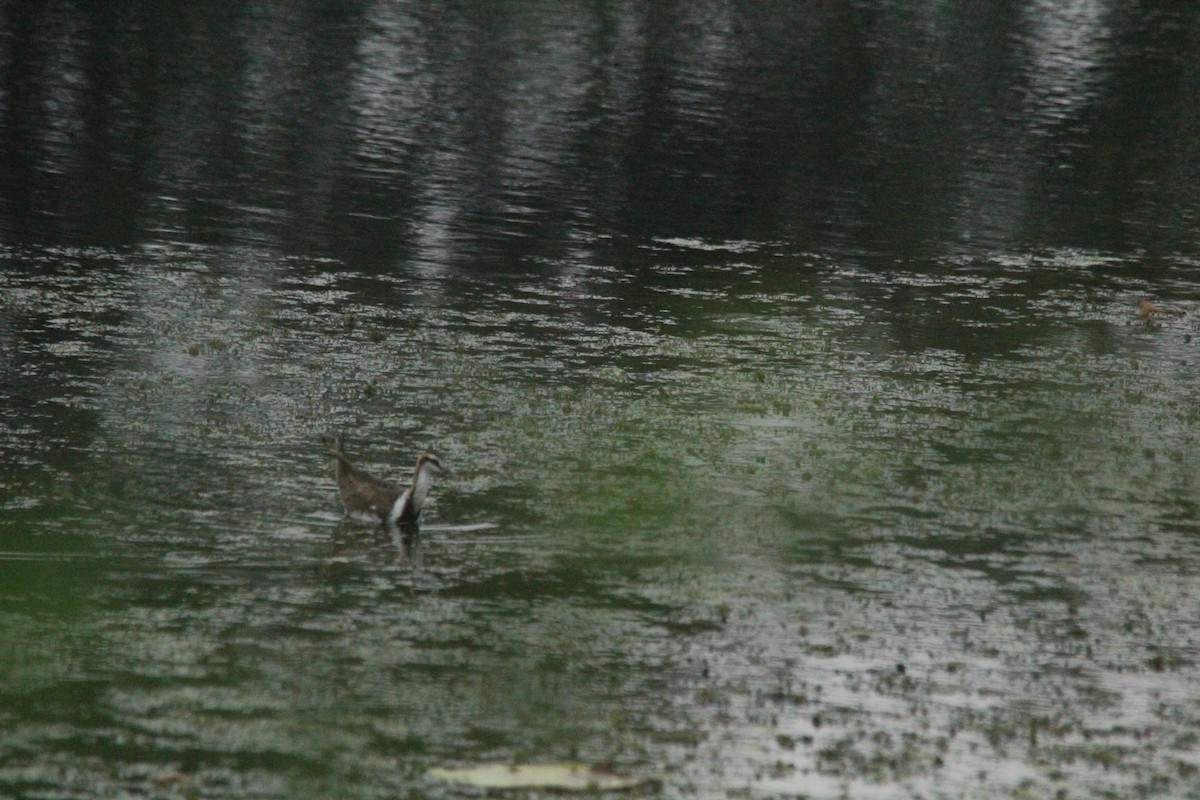 Pheasant-tailed Jacana - ML647767774