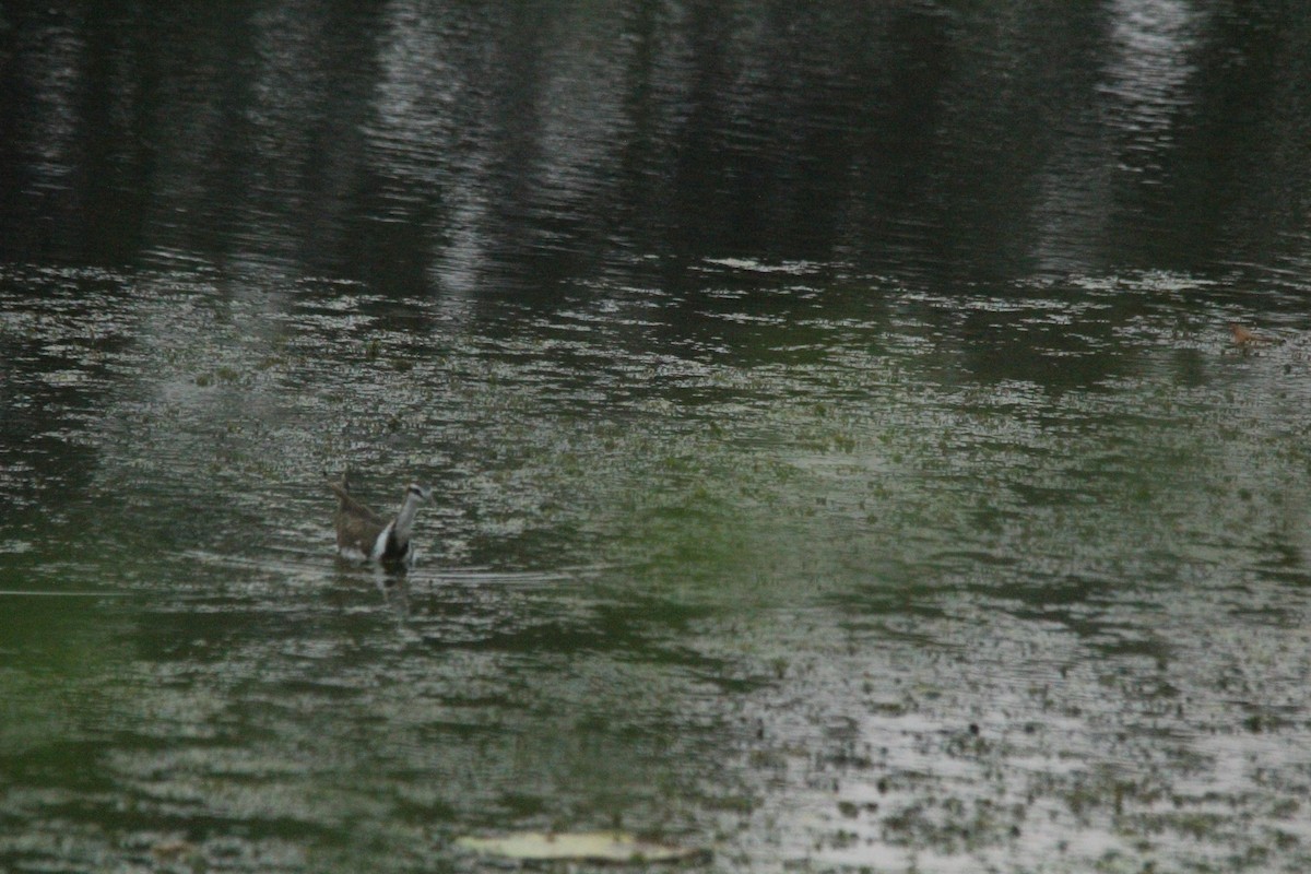 Pheasant-tailed Jacana - ML647767775
