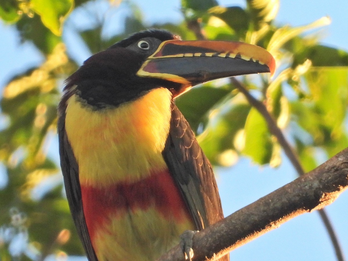 arassari hnědouchý - ML647767776